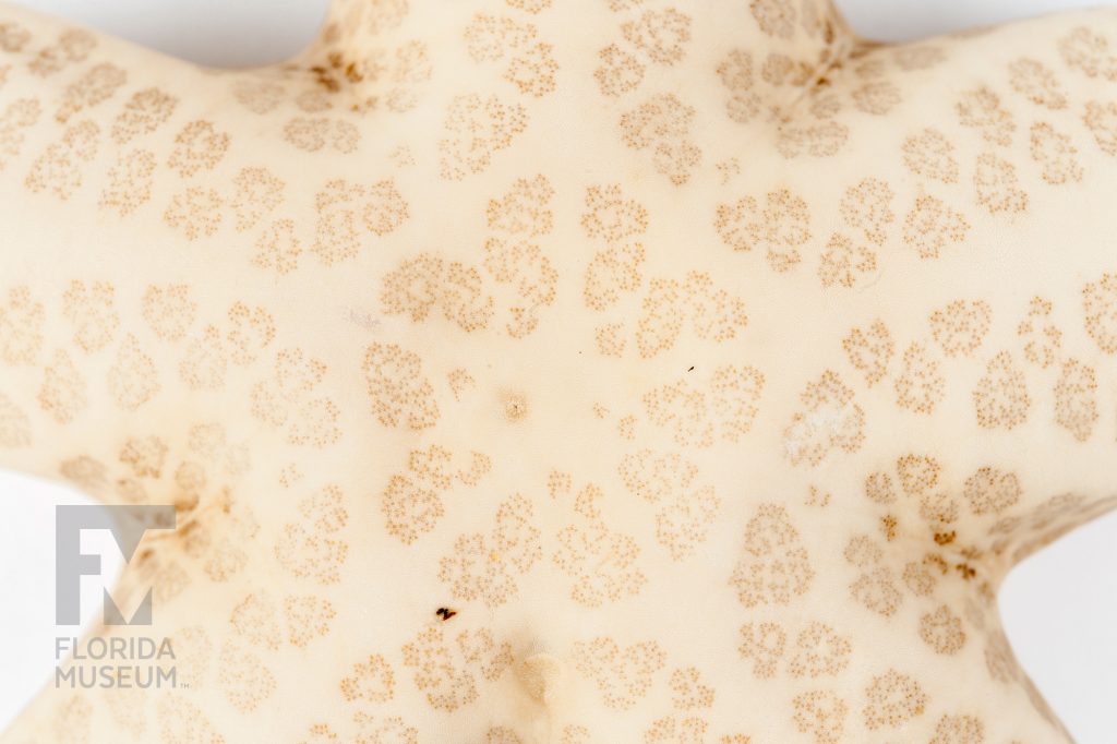 a close up of the center of a Cryptic Sea Stars showing the tan pattern