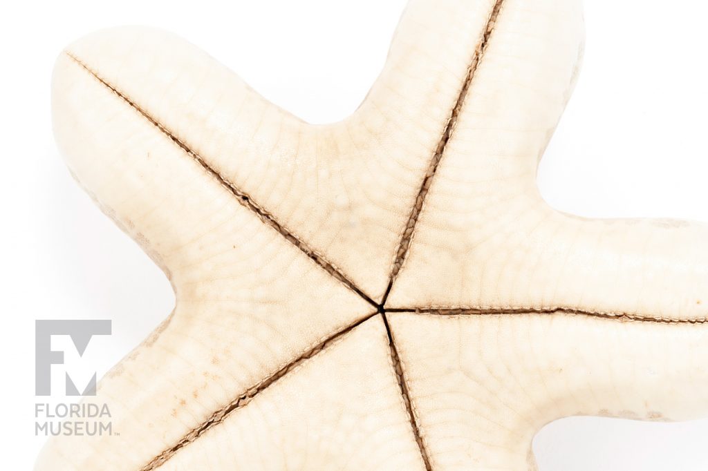 close of up of the underside of a Cryptic Sea Star. The star is a solid cream color with dark brown lines running through the center of each arm and meeting at the center of the star.