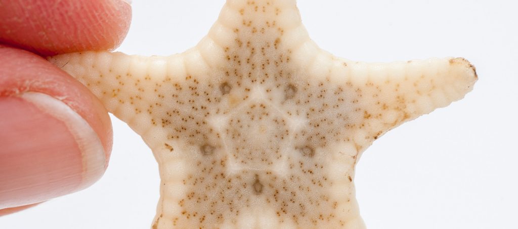 A small cream-colored starfish with small tan dots. One point on the starfish is held between two fingertips