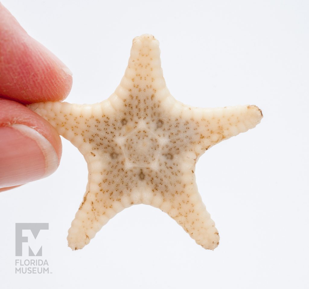 A small cream-colored starfish with small tan dots. One point on the starfish is held between two fingertips