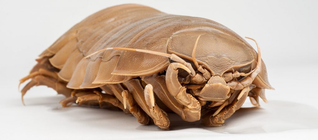 World's Largest Pill Bug (Bathynomus)