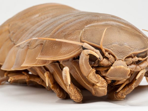 World's Largest Pill Bug (Bathynomus)
