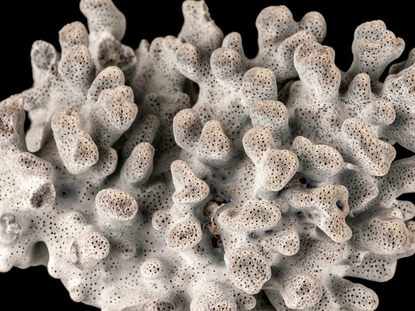 Blue Coral (Heliopora caerulea)