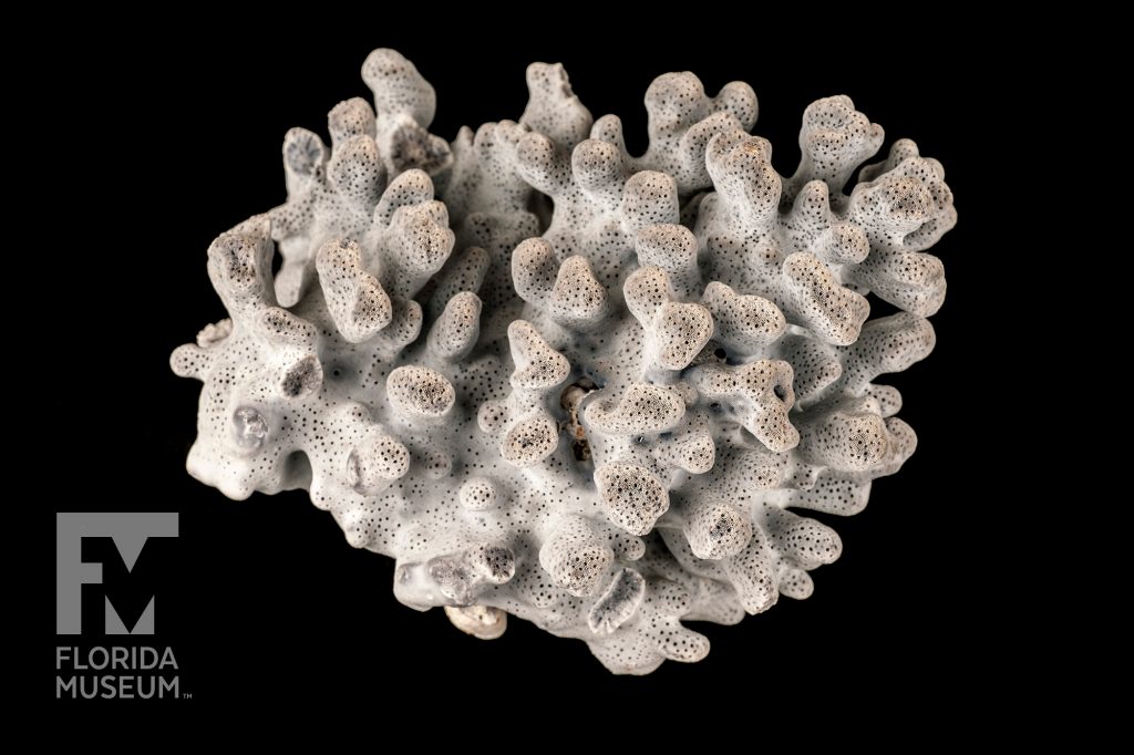 cluster of coral with short squat branches and a small pitted texture