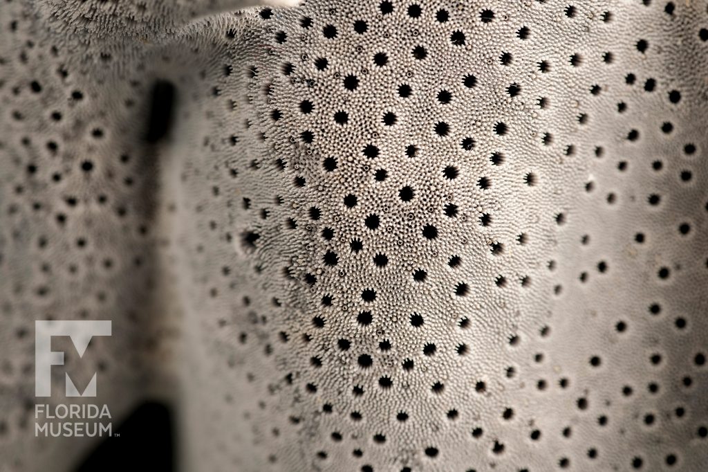 close up of a coral brand showing small black pits