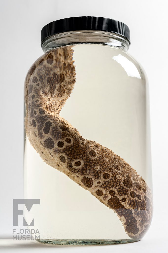 Sea Cucumbers (various species)