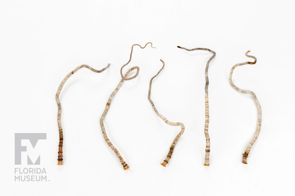 Five Giant Seep Worms (Lamellibrachia luymesi) specimens on a white background. The worms are a light grey and curl like thin branches. The focus is on the base of the worms showing that each worm is hollow