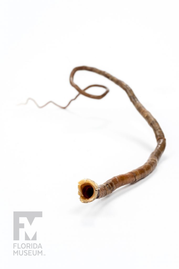 Giant Seep Worms (Lamellibrachia luymesi)