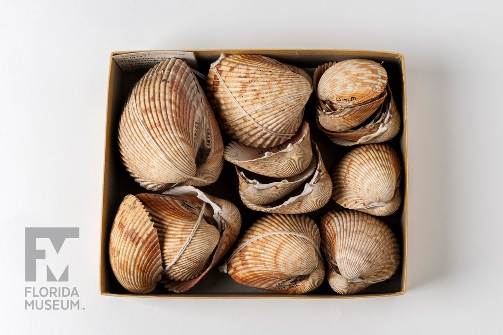 open specimen box filled with many shells each shell is cream-colored with irregular darker markings and distinct ridges