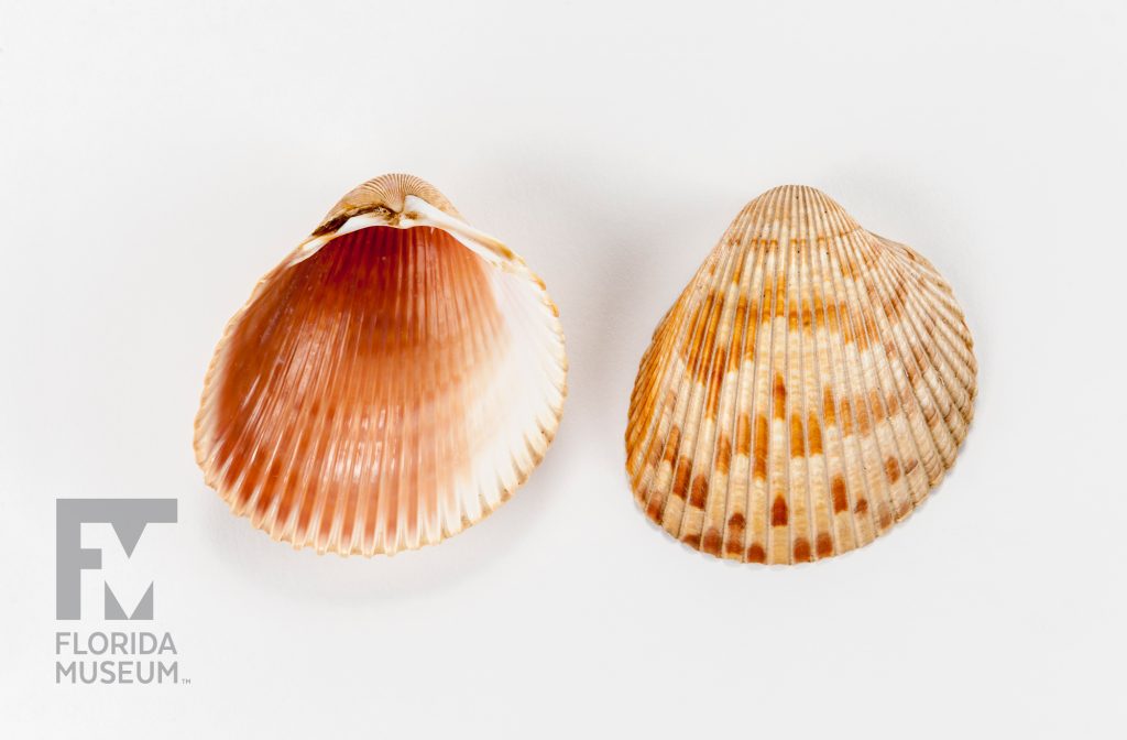 The shells, one showing the outside ridges, the other showing the pinkish and cream inside