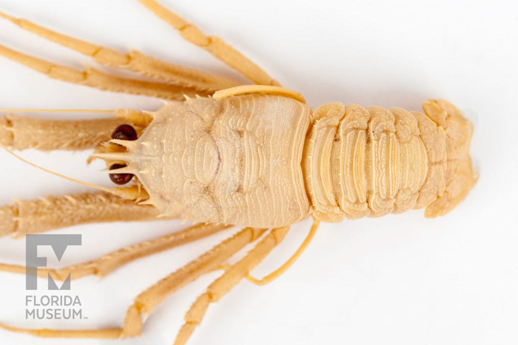 Squat Lobsters (Munida valida)