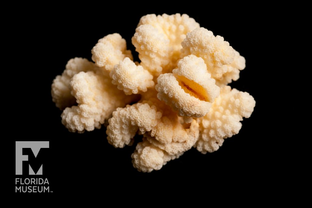 thick cluster of cream colored coral against a black background.