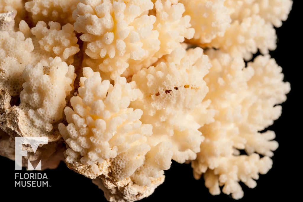 close up of cream-colored coral showing the pitted texture of the coral