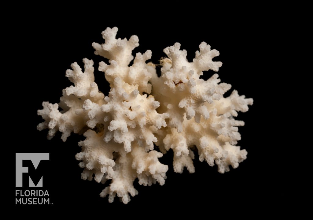 cluster of cream color coral against a black background