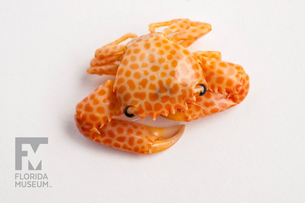 small orange crab covered with a pattern of irregular shaped dark orange spots photographed from above
