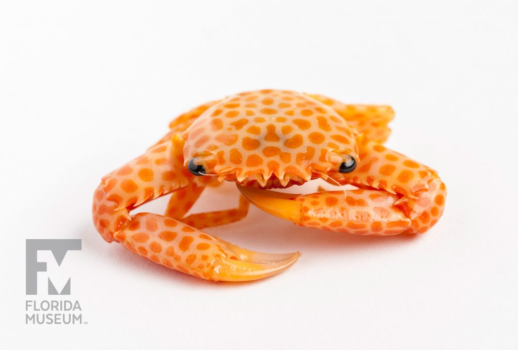 small orange crab covered with a pattern of irregular shaped dark orange spots and dark black eyes