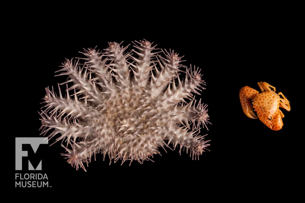 coral cluster with long spines on each branch and an orange spotted crab photographed sitting neck to each other against a black background
