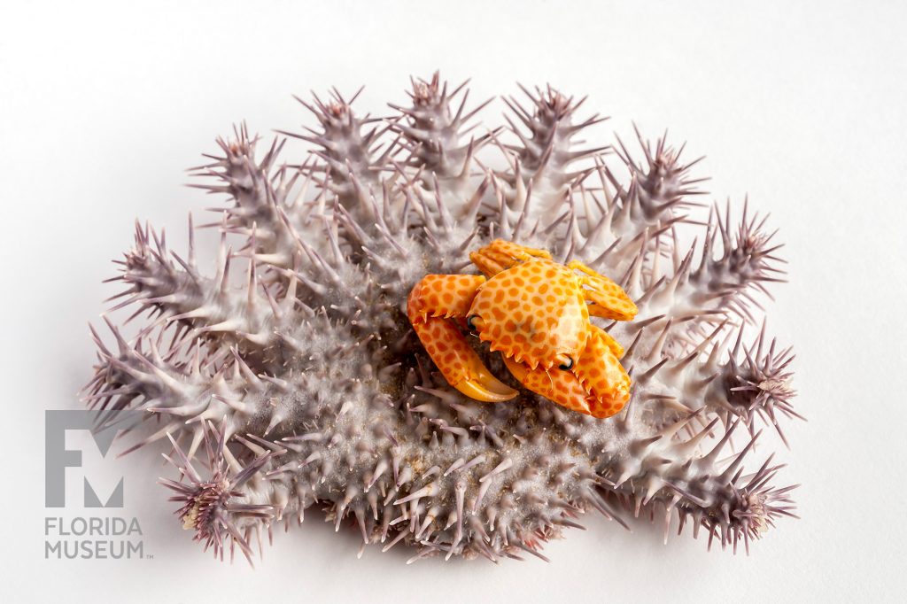 Orange spotted Guard Crab (Trapezia rufopunctata) and sitting on a Crown of Thorns (Acanthaster planci) a starfish with many legs covered in short spikes.