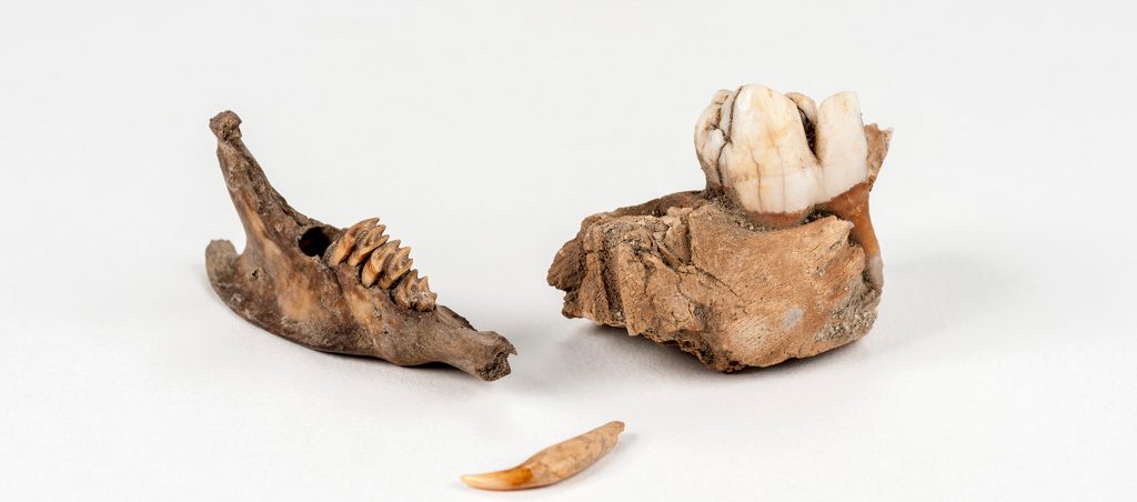 Puerto Rican Hutia jaw fragment (left), Domestic Cat tooth (center) and Eurasian Wild Pig jaw fragment (right)