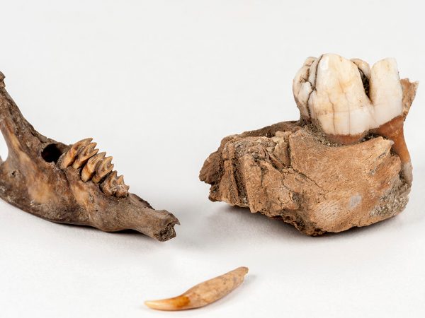 Puerto Rican Hutia jaw fragment (left), Domestic Cat tooth (center) and Eurasian Wild Pig jaw fragment (right)