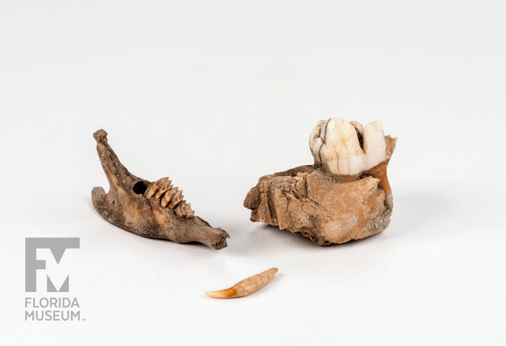 Puerto Rican Hutia jaw fragment (left), Domestic Cat tooth (center) and Eurasian Wild Pig jaw fragment (right)