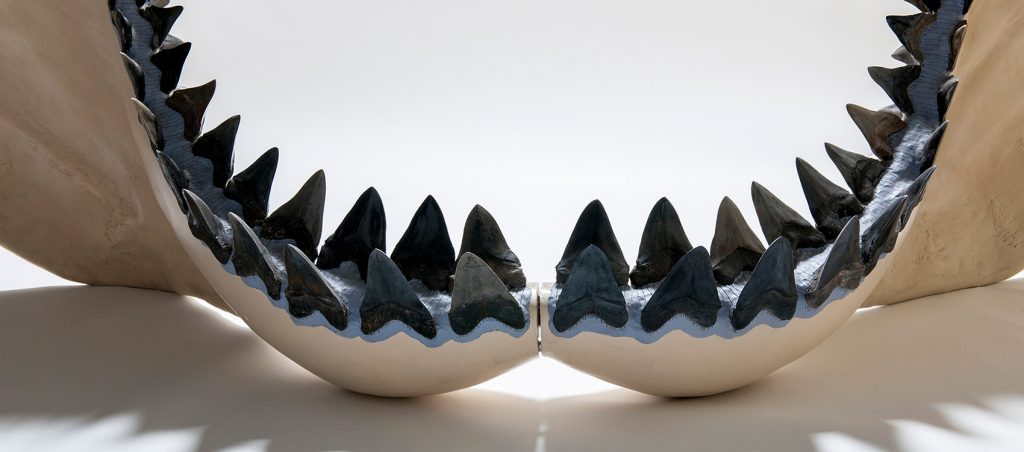 Megalodon Shark lower Jaw with several rows of large black teeth