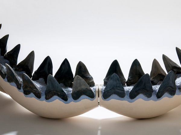 Megalodon Shark lower Jaw with several rows of large black teeth