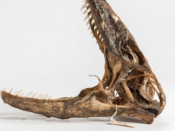 Komodo Dragon Skull (Varanus komodoensis)