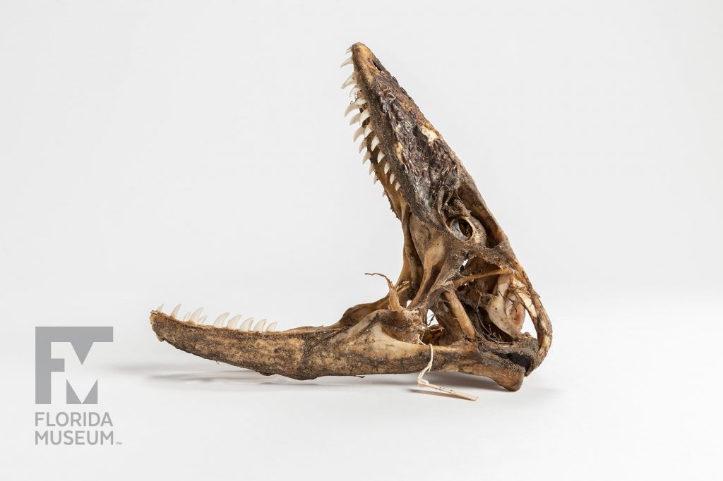 Komodo Dragon Skull (Varanus komodoensis)