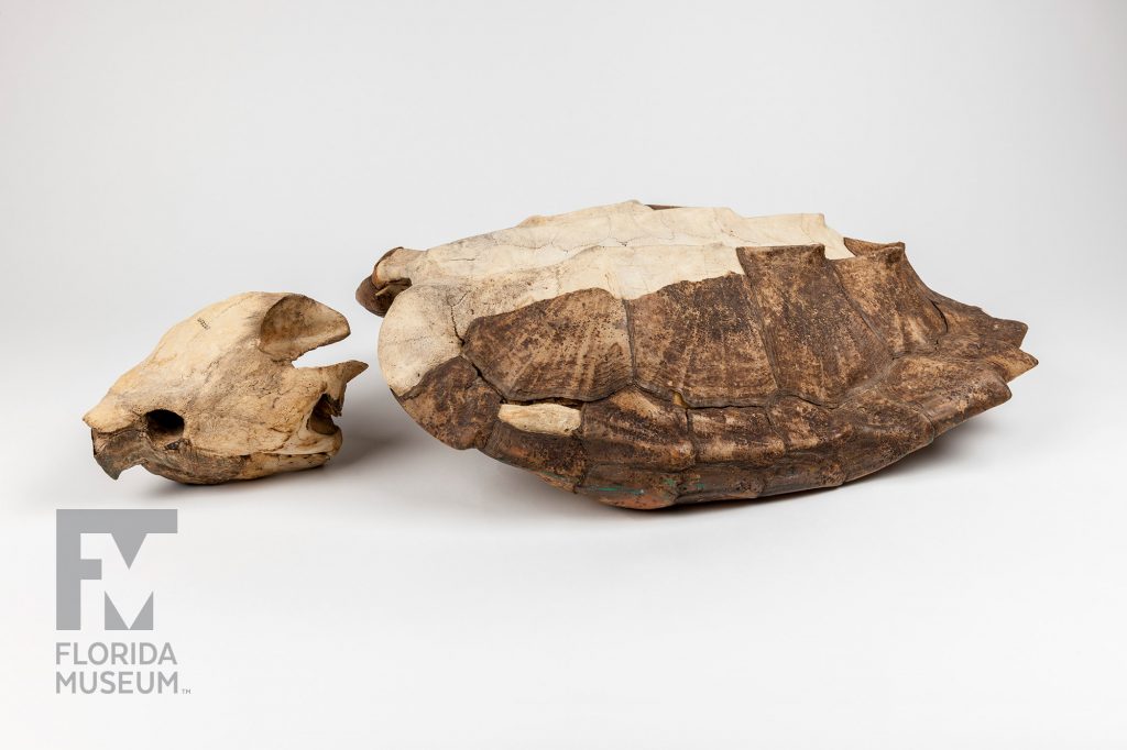 Alligator Snapping Turtle skull and shell