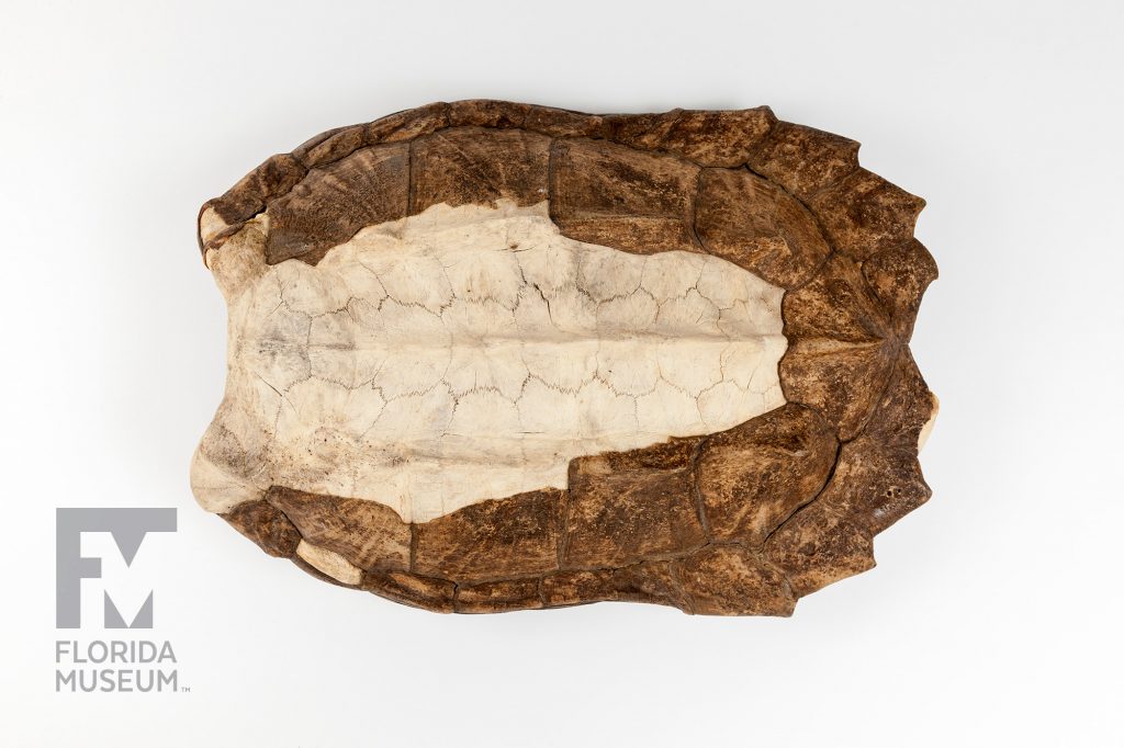 Alligator Snapping Turtle shell showing with dark brown plates along the sides. Along the center/backbone the plates are removed showing pale tan bone
