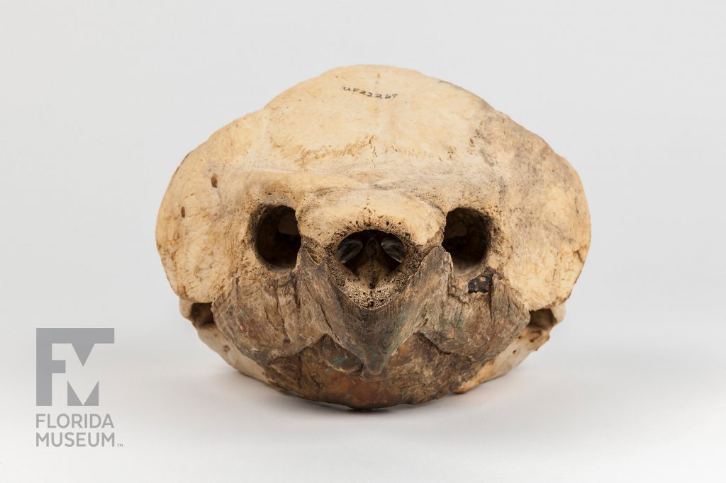Alligator Snapping Turtle skull photographed from the front highlighting the eye sockets and nose. The jaw and beak are brown while the skull is several shades lighter in color.