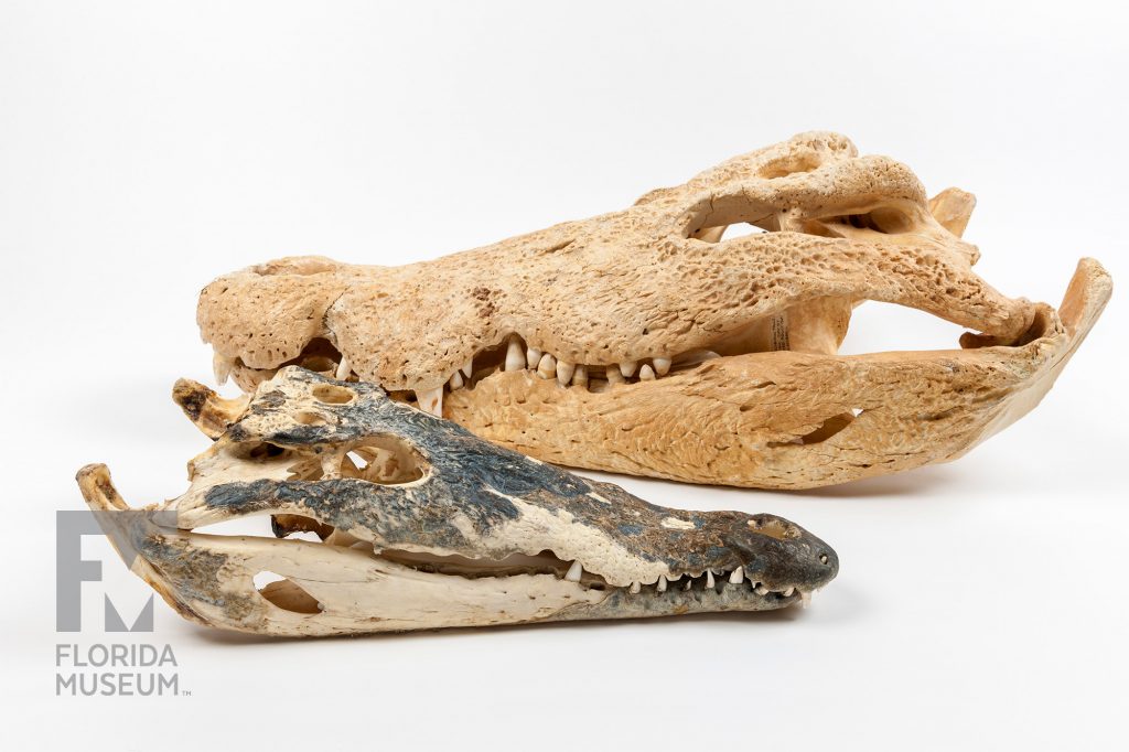 American Crocodile (front) and American Alligator (rear)skulls showing difference is size (Crocodile smaller) and shape (Crocodile has narrower and smaller snout).