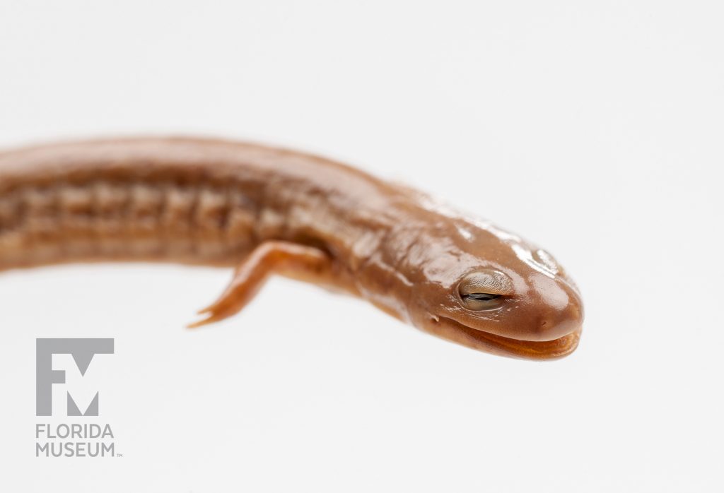 Rusty Mud Salamander (Pseudotriton montanus floridanus)