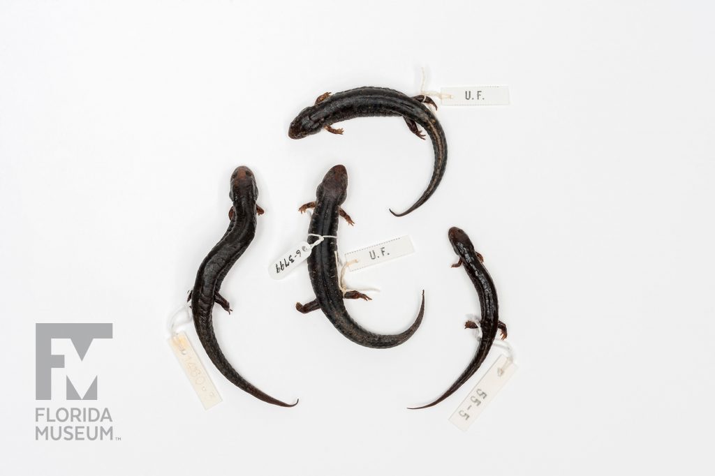 Southern Dusky Salamanders (Desmognathus auriculatus)