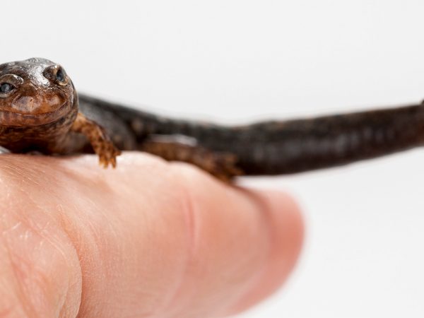 Southern Dusky Salamander (Desmognathus auriculatus)