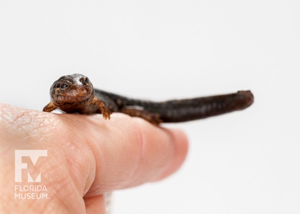 Southern Dusky Salamander (Desmognathus auriculatus)