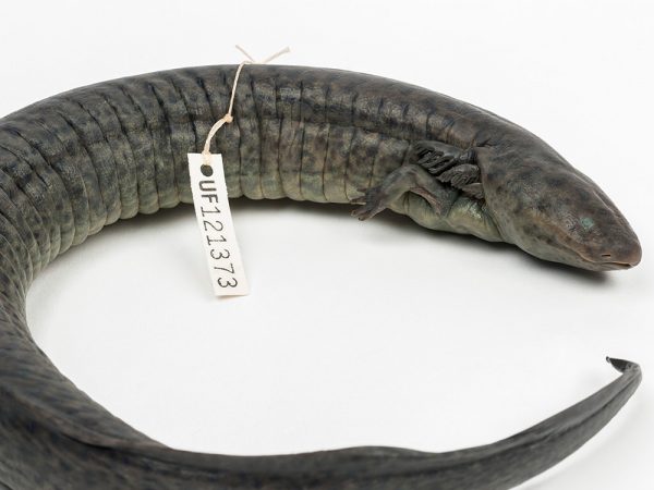 Greater Siren (Siren lacertina)