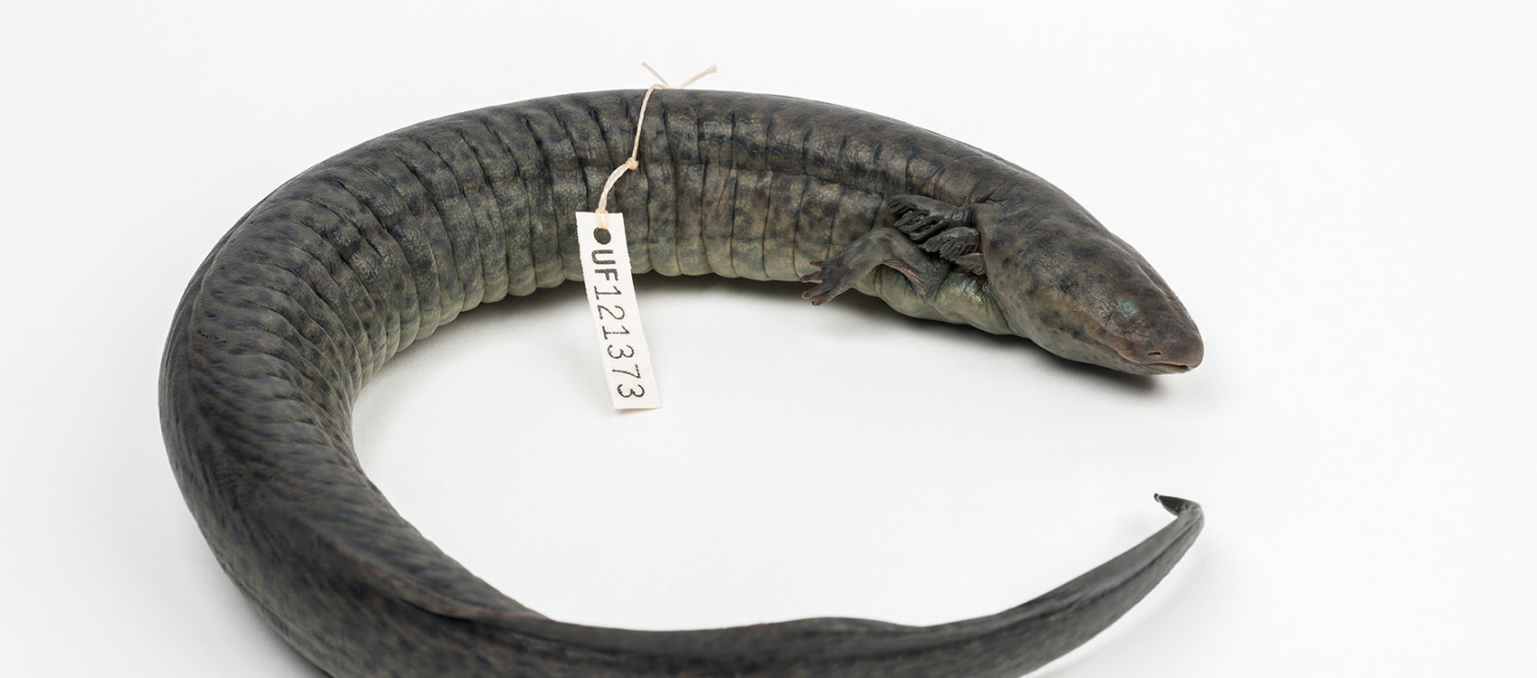 Greater Siren – Rare, Beautiful & Fascinating: 100 Years @FloridaMuseum