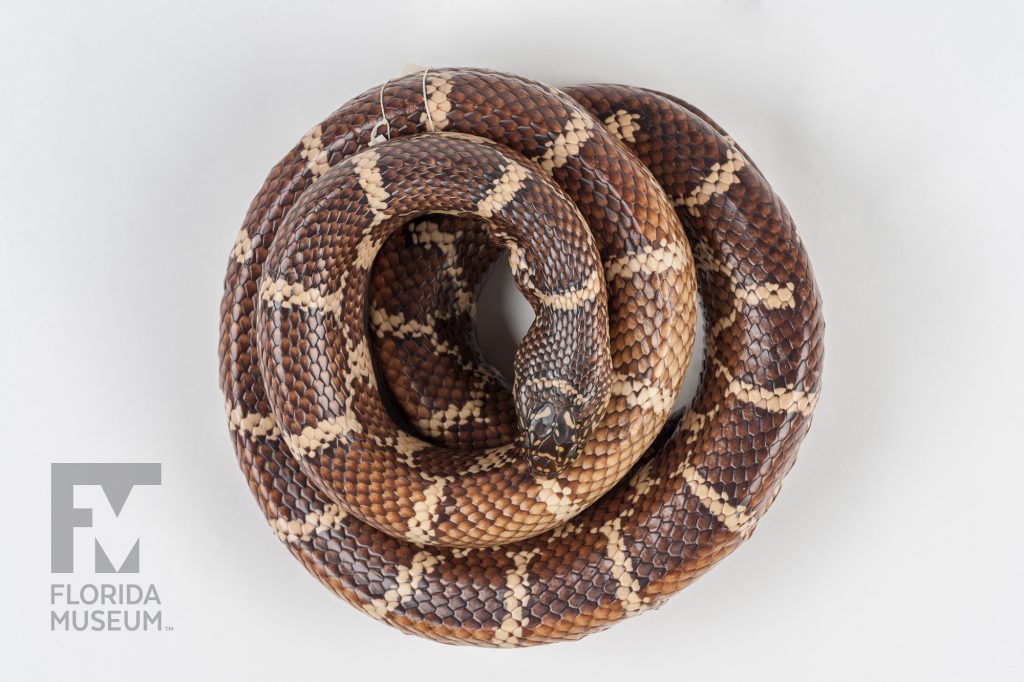 Coiled Florida Kingsnake specimen