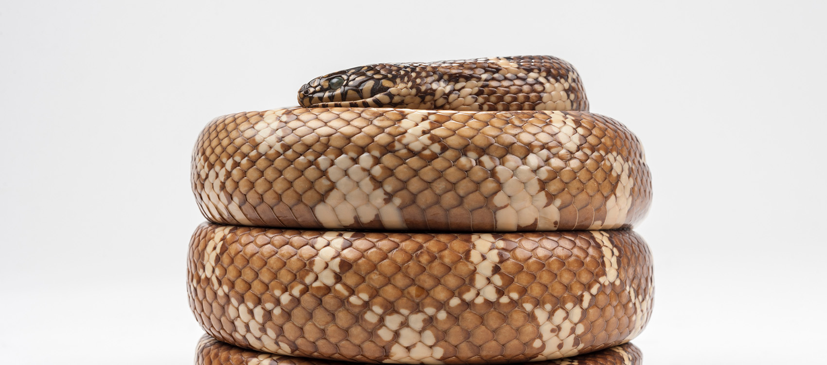 Florida Kingsnake – Rare, Beautiful & Fascinating: 100 Years