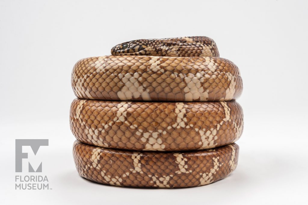 Coiled Florida Kingsnake specimen