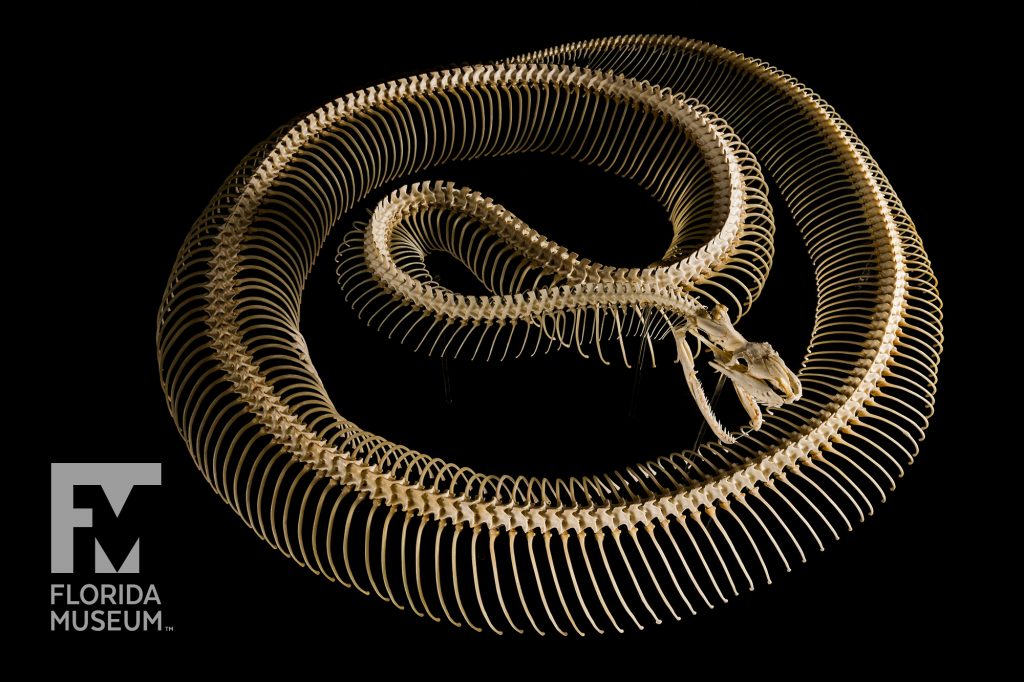 coiled Burmese Python articulated Skeleton