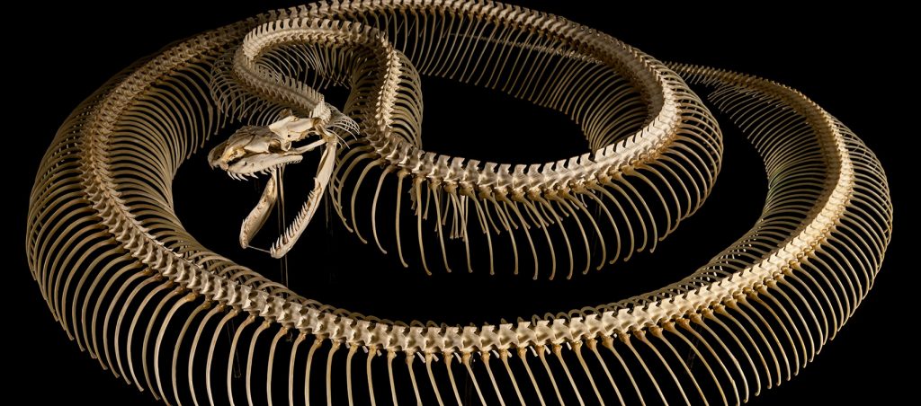 Burmese Python Skeleton (Python bivittatus)