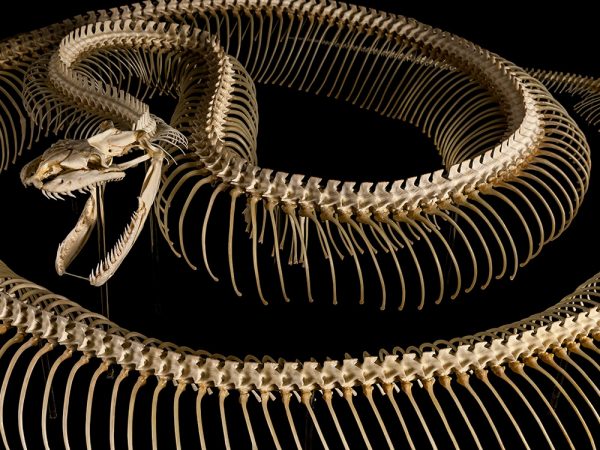 Burmese Python Skeleton (Python bivittatus)