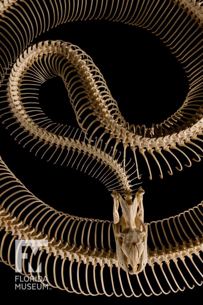 coiled Burmese Python articulated Skeleton