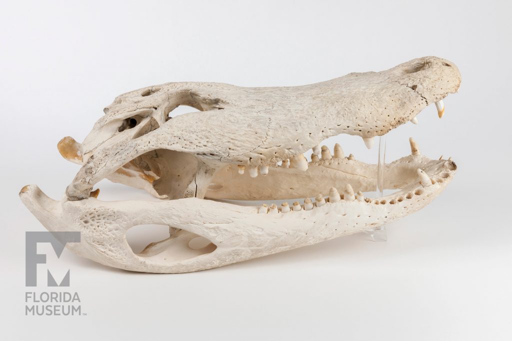 Modern American Alligator Skull (Alligator mississippiensis)