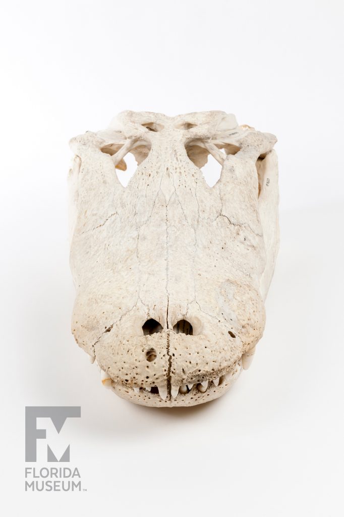 Albert the Alligator's Skull photographed from above showing the eye sockets, long snout and teeth in the upper jaw