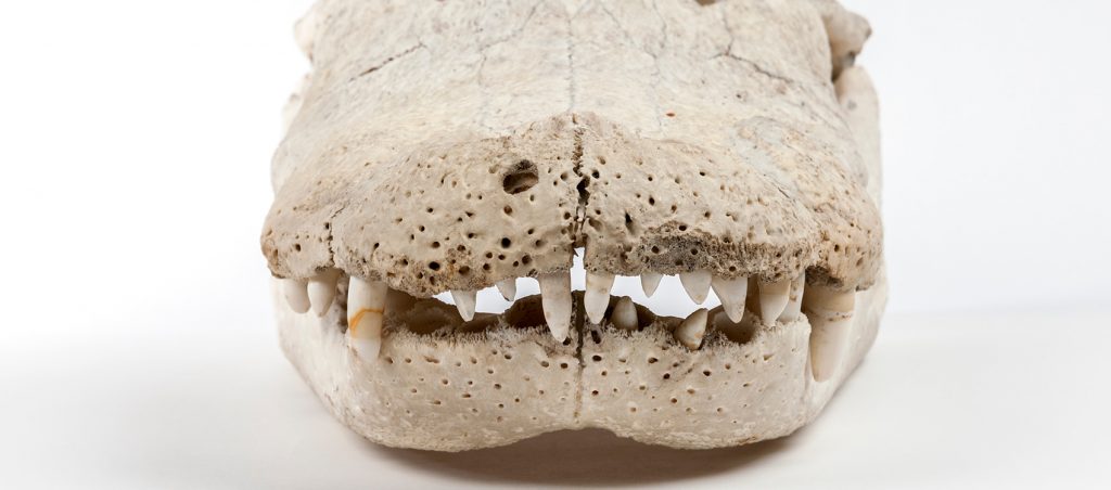 Albert's Skull (Alligator mississippiensis)