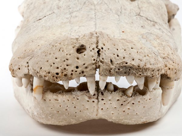 Albert's Skull (Alligator mississippiensis)